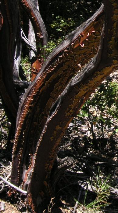 m2606.jpg