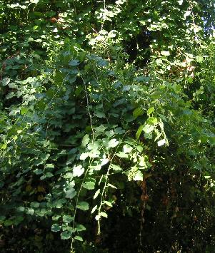 m2751.jpg