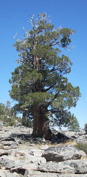 n0443.jpg
