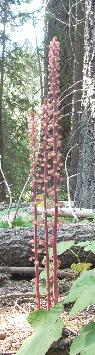 n0500.jpg