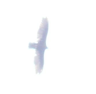 m2651.jpg